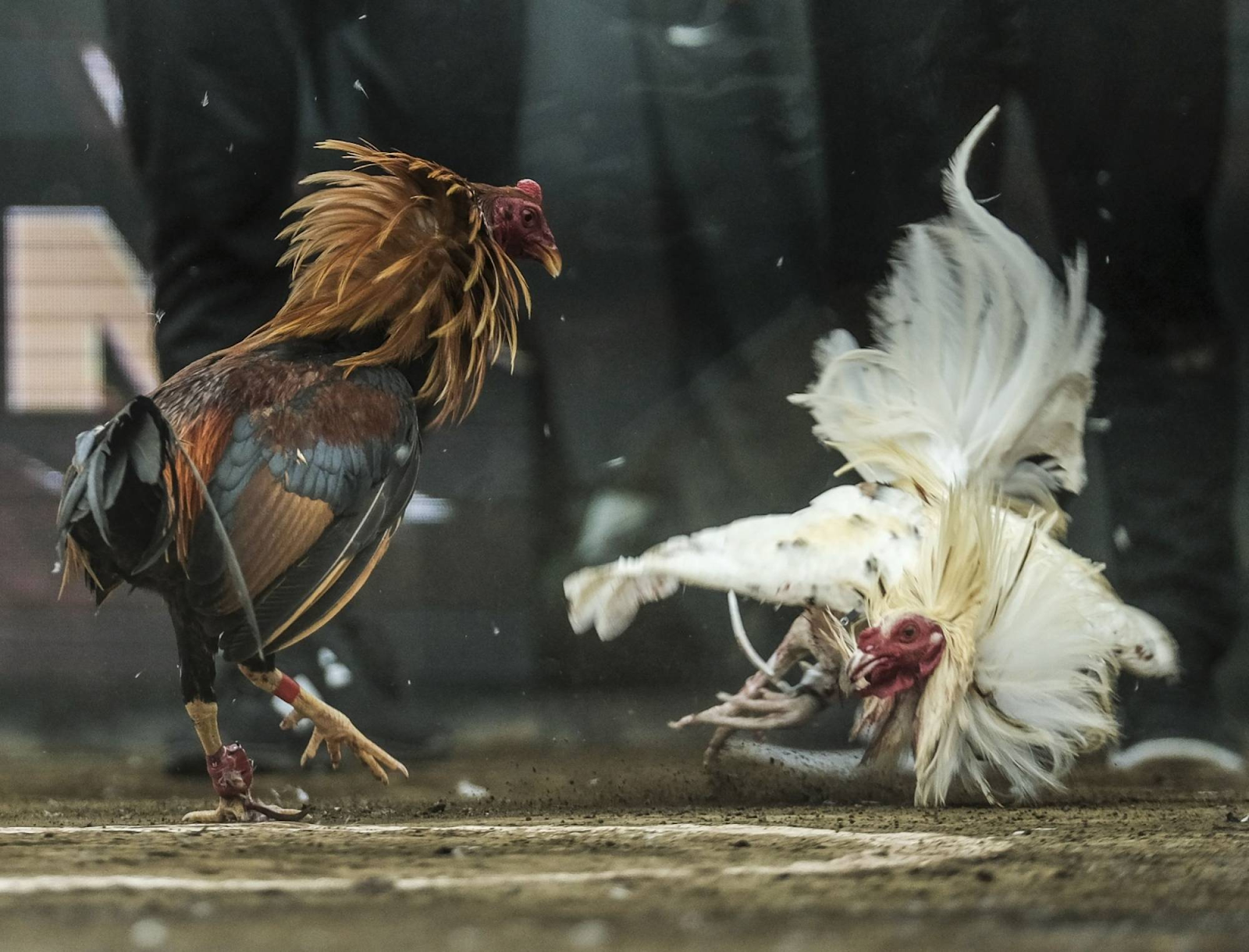 New88 Cockfighting Explained – Game Types, Rules, and Winning Tactics